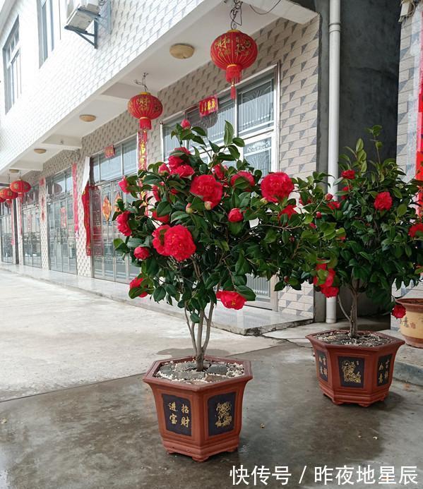 院子|院子有空地，养一盆茶花吧，此花一开就是小半年，花大如“脸盆”