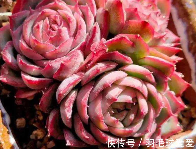 4种经典的莲座状多肉，名字好听颜值迷人，一次养20盆都不嫌多