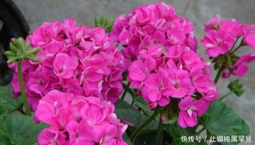 老花农养了3年天竺葵,春天多做三件事,阳台轻松变花园