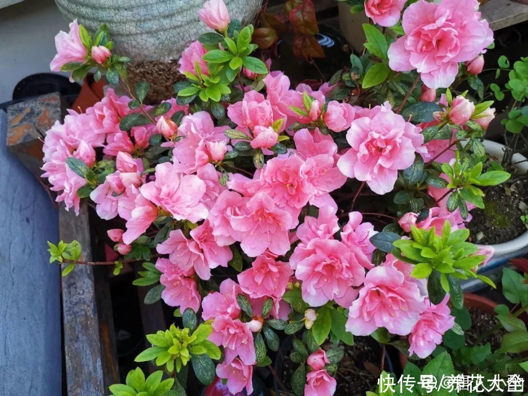  开花|开花时间PK，秋海棠第二，就没花敢称第一