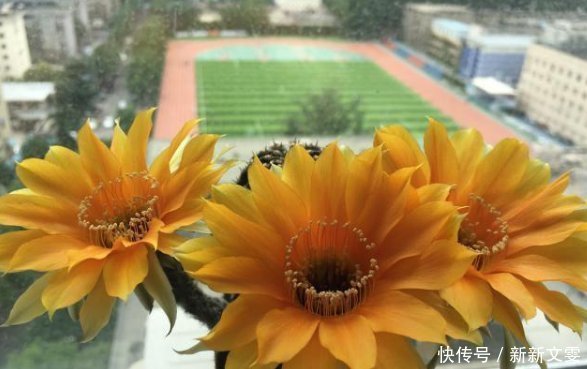 开花漂亮的仙人球,一年可以多次开花,有很高的观赏价值