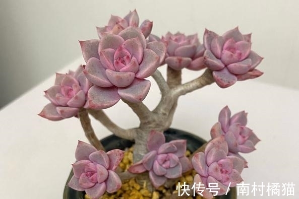 叶片|多肉植物红粉佳人养护指南:抓住4点要求,上色出状态易