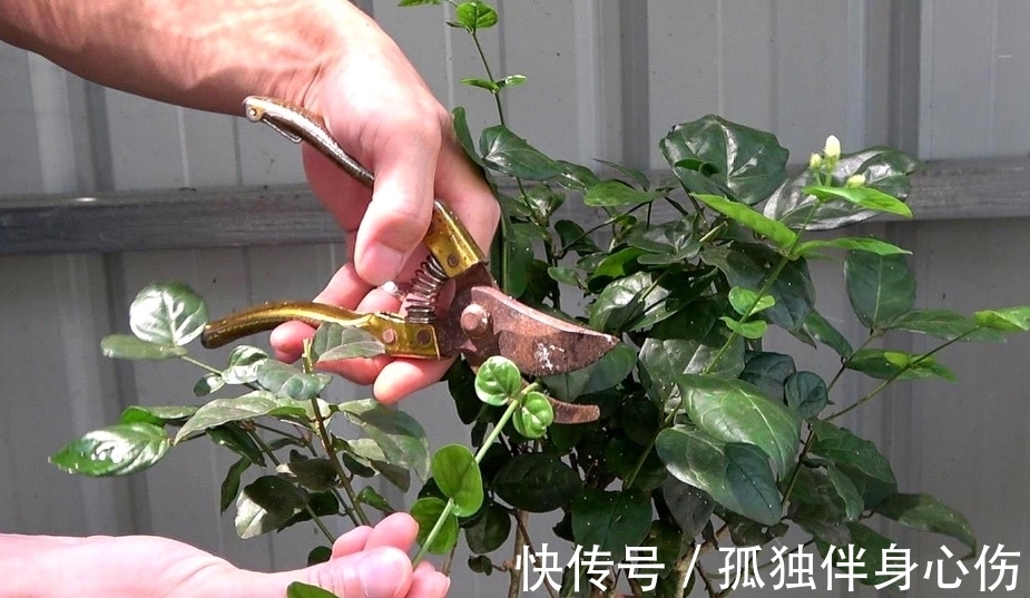 四喜|好养的花卉就是茉莉花,但是想要夏季开不停,要做好四喜一勤