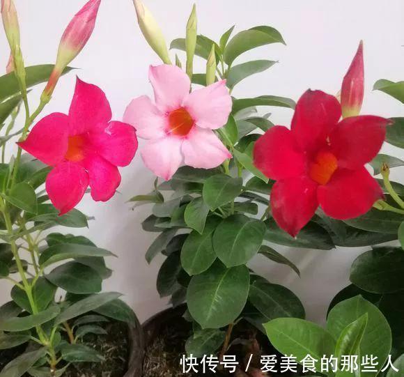 飘香藤长得像棵草，每次只开一朵花，狠心剪一剪是关键，别不舍得