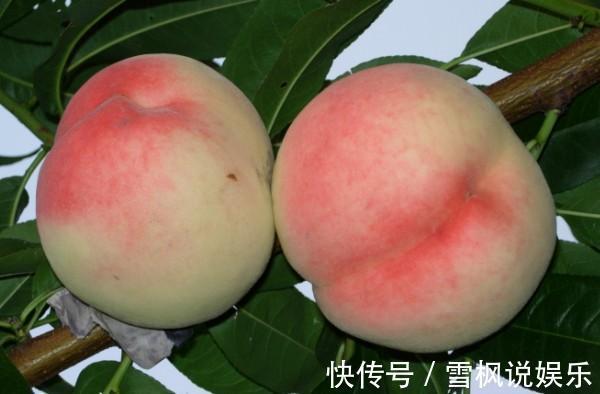 肠胃功能紊乱|桃子被称为“天下第一果”，但吃过桃子1小时内,别碰3种食物。