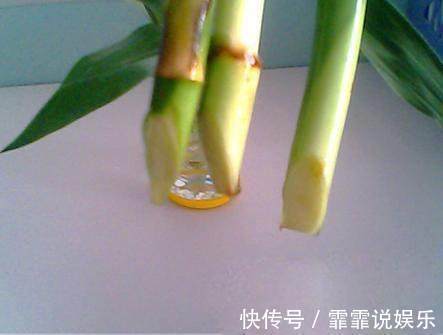 富贵竹水里加几粒它,枝干粗壮,叶片油绿,呼呼窜上屋顶