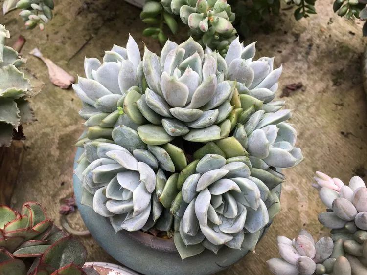 养多肉会上瘾，3年养了500多盆，既美化了环境又愉悦了心境！