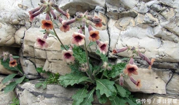 它是“四大仙药”之一，若长在你家屋顶，是你福气，别以为是杂草