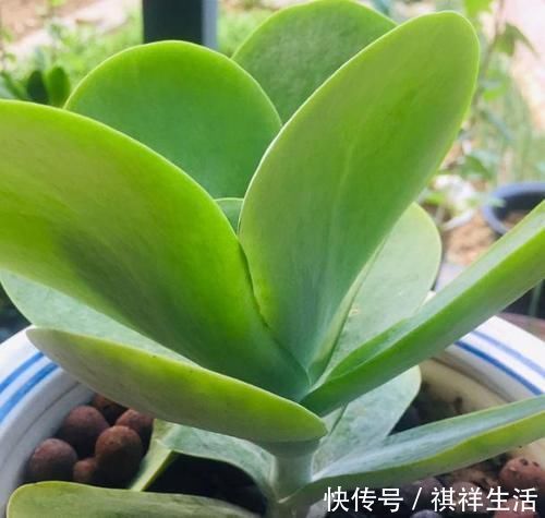 氮磷钾肥养多肉，全盆栽成“胖娃娃”，让别人看了都羡慕