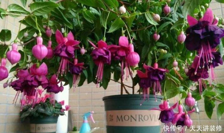 四种花常年开花易爆盆,花香醉人,比香水还好闻!