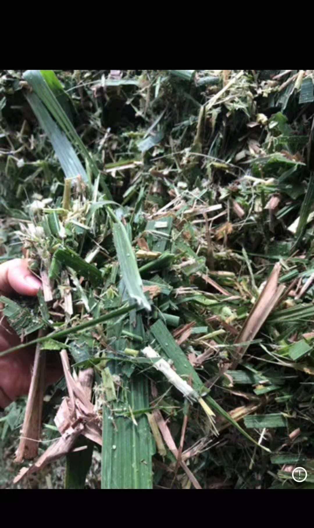 饲料|牛羊为什么先吃粗饲料，再吃青饲料，最后吃精料