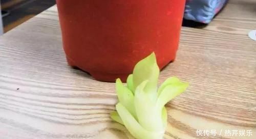 碰上这种多肉,直接分株吧,毕竟是圈里出名的叶插老大难