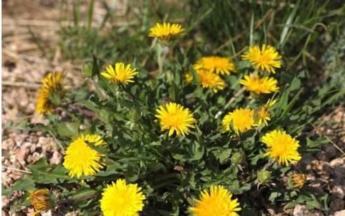 甲状腺|70岁教授研究甲状腺43年,提醒:不想结节转恶,3种食物别贪吃