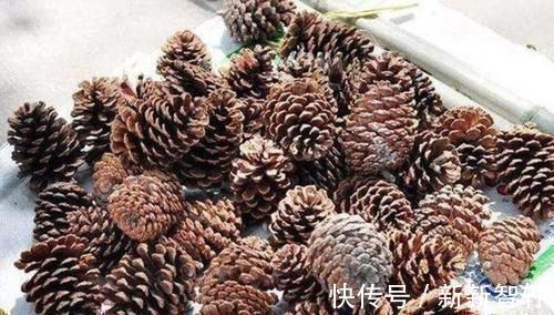 多捡些松果带回家,一处理埋土里,轻松长成精致的绿植盆景