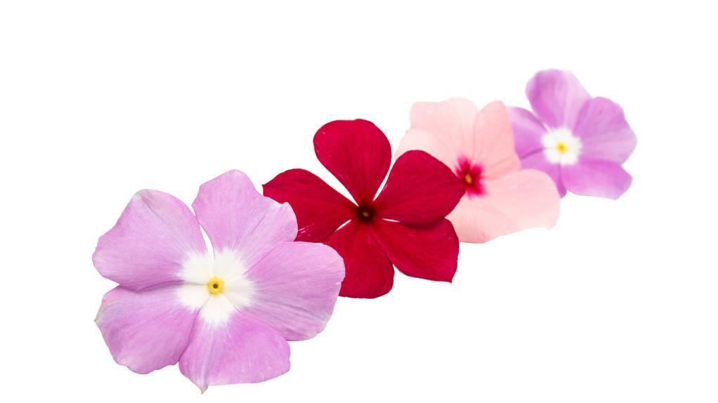 房前屋后都有的它,一年四季,花开不断,非常接地气