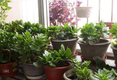 土壤|花都是浇死的1分钟学会如何判断盆土是否需要浇水了