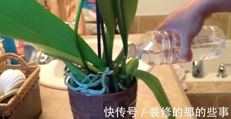 栽种|家庭盆栽蝴蝶兰，甭用土培了，不然一浇多水就烂根