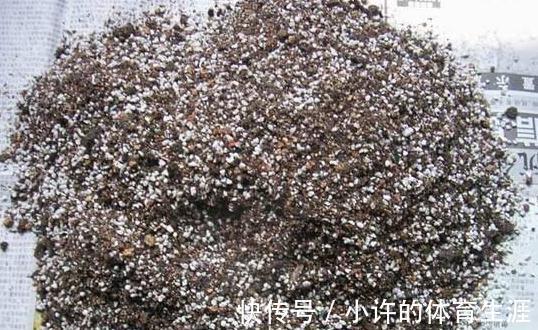 月季扦插用这招,插1棵活1棵,1盆变多盆,就是这么简单