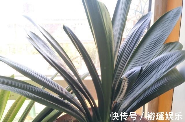 土壤|君子兰不长,主要有4方面原因,解决办法很简单