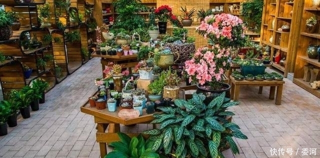 一瓶醋就能治花病,几大功效,还不会担心把花养死了,不妨试试