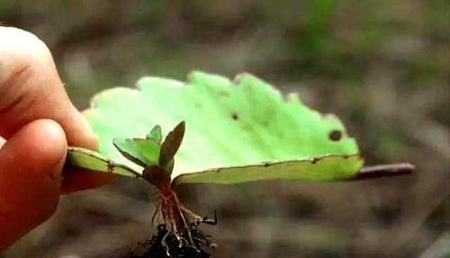 此3种花不用买,手勤快的人摘个叶子就长一棵,2个月长满盆