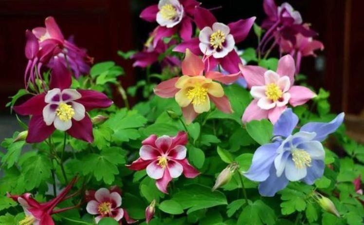 几款花卉漂亮又好闻,花色鲜艳夺目,花朵美艳迷人