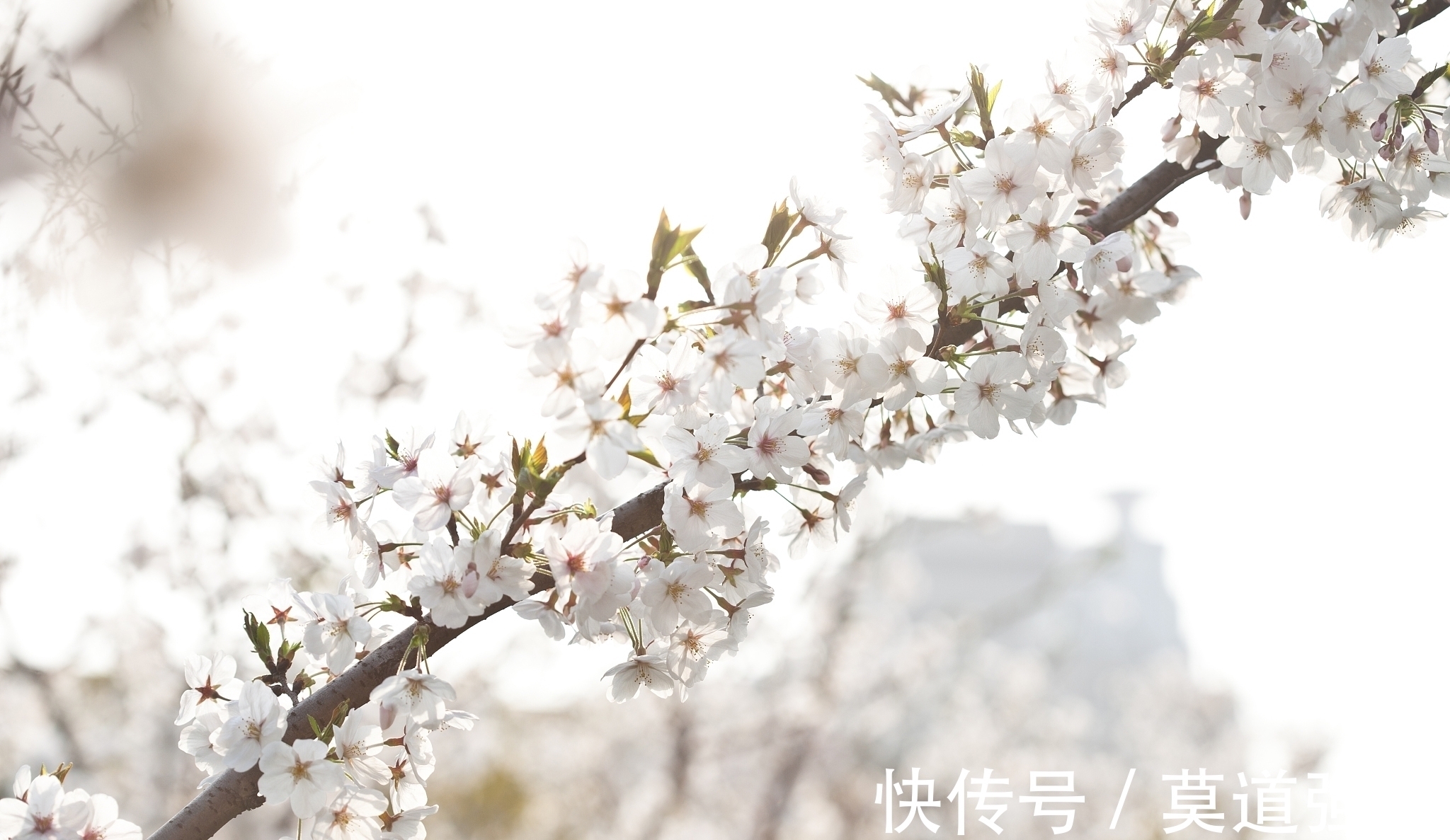 院落#古代梨花诗七首，其中一首是西游记作者吴承恩所作，您喜欢吗