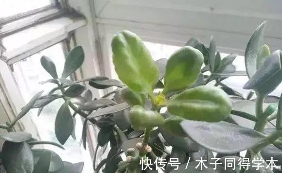 玉树|长寿花嫁接到玉树上,亲源近成活率高,来年的花开成了花团