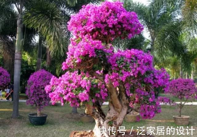 枝条|你养的三角梅不开花，也许是几个因素在作祟