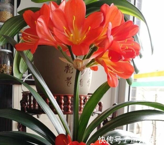 君子兰喜“阴”还是喜“阳”,很多人都搞错了,难怪黄叶不开花