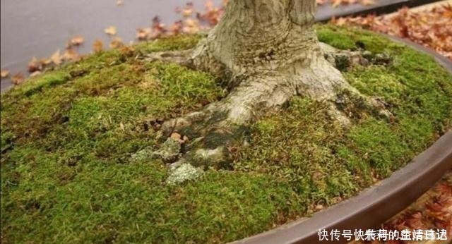 潮湿|养盆景,怎样才能在盆面上长出青苔,增加观赏性!