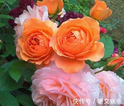 芳香|喜欢月季养盆“它”,花香胜玫瑰,四季反复开花,家养一盆值得