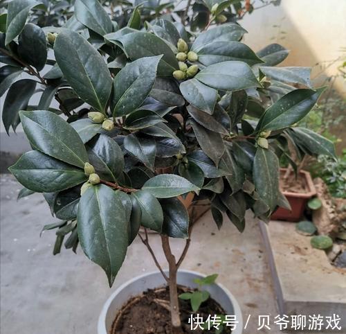 茶花|要像茶花养得好，记住以下这点，花开爆盆