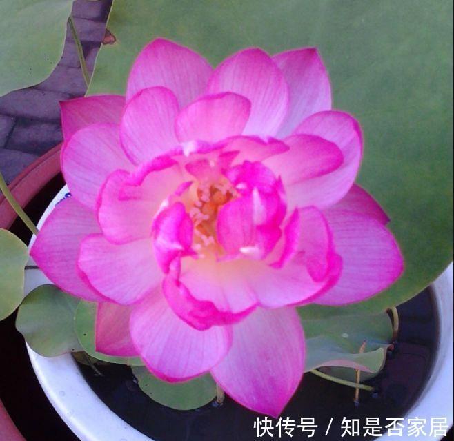 几款花卉,好养易爆盆,花叶俱美,养盆放阳台美极了