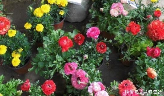 适宜|它叫洋牡丹、花毛茛,一次种植可多年赏花,适宜南北方新手盆栽