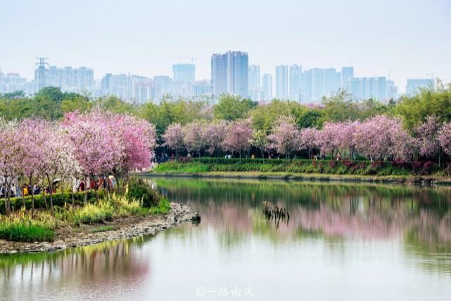 赏花不一定要去武汉婺源，广州海珠湿地紫荆花带浪漫梦幻，太美了