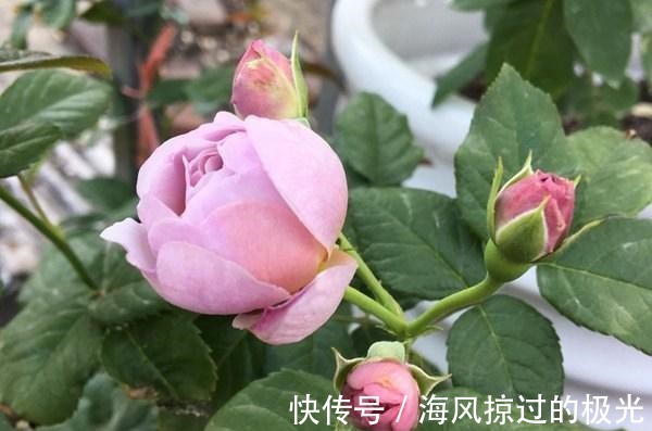 夏洛特|20种月季花品种介绍,简直美爆了!收藏啦……!
