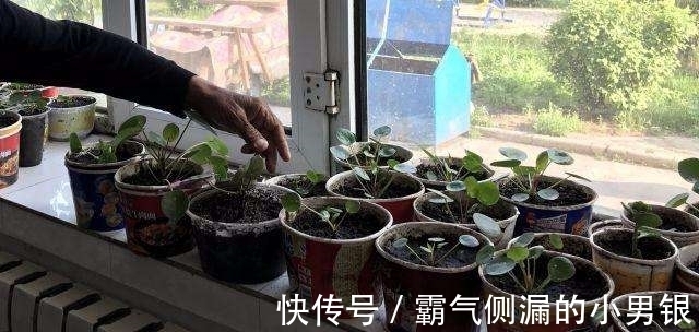 卖出|老人在方便面盒子里种花草, 每年能卖出一两百盆！