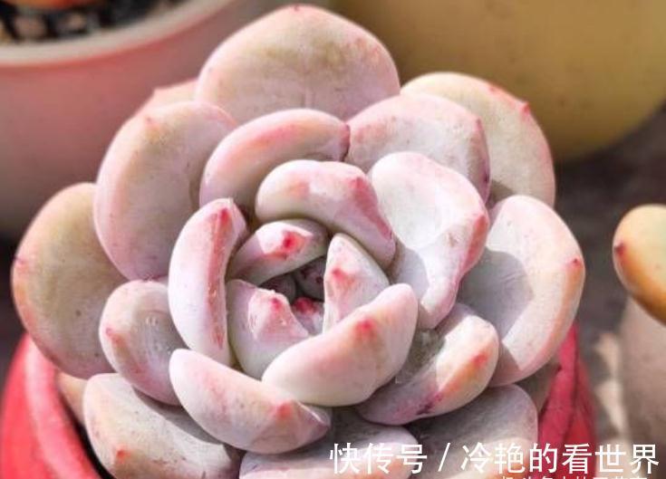 10月养多肉，5种情况需要翻盆，简单3步，生根快重新变美