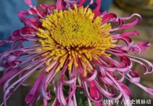 4种花高贵优雅，看了就让人沉醉，花色艳丽又好养