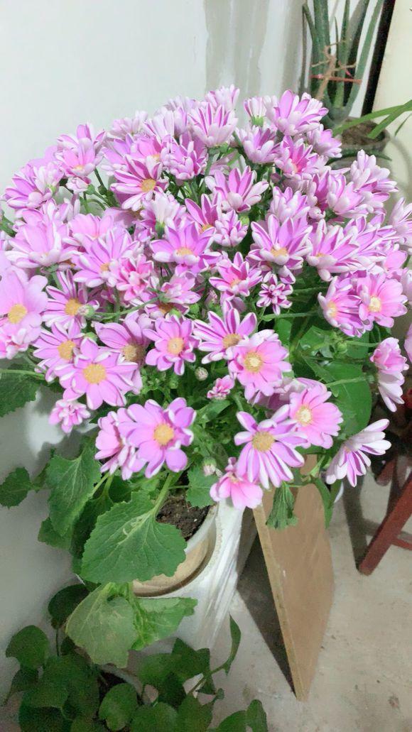 新手就养此几种花卉，花色繁多易“爆盆”，管理不费心不费事