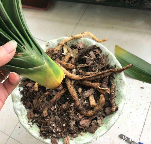 养花总烂根怎么办?预防是关键,做好这7点,想烂根都难