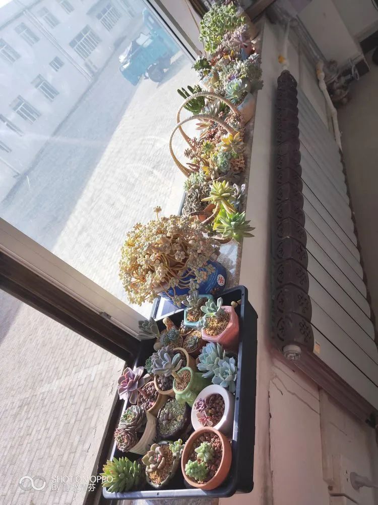 状态一般的多肉们，在我这儿已经是最美的存在了！