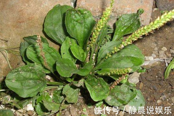 肥胖|车前草治湿气，一治一个准，4天痊愈不再反复