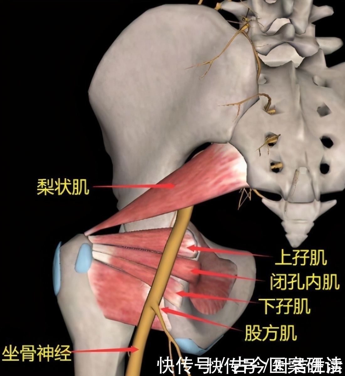 要穴|环跳穴,髋部及下肢疼痛的要穴;医生说:有三个功效,一个待验证