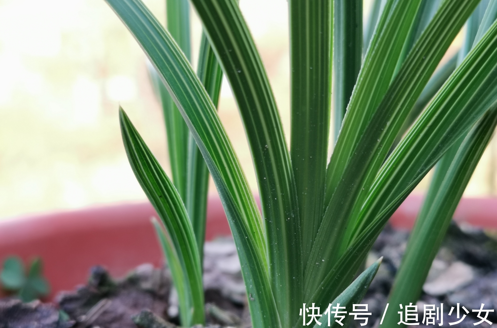 蕙兰养不好?只要注意以下几点,就能养好蕙兰