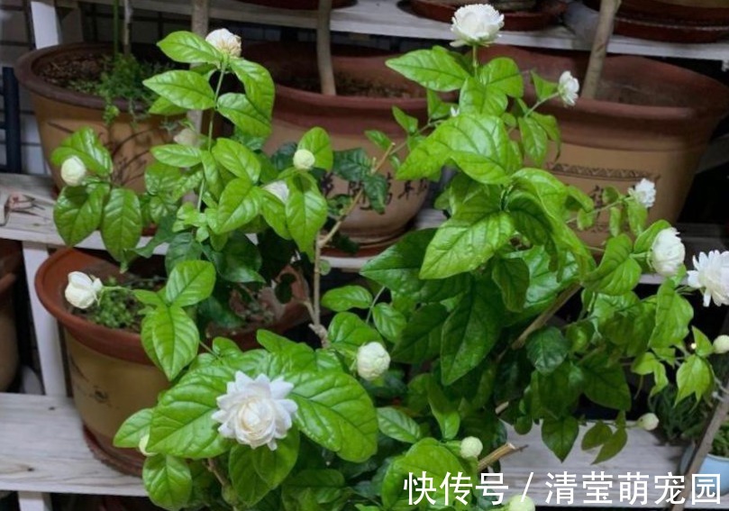 养虎头茉莉,天热处理好这3点,天一转凉,盆栽状态越来越好