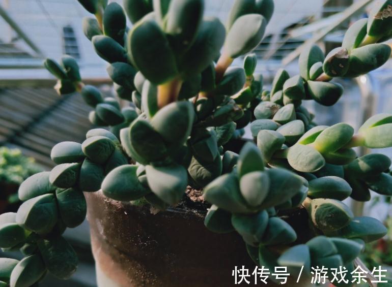 该怎么将鹿角海棠养成老桩？掌握住这些“修剪要领”就能实现