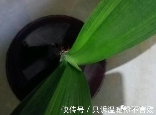 养花技巧：根都烂完了的君子兰，我捡回家，半年后开花了！