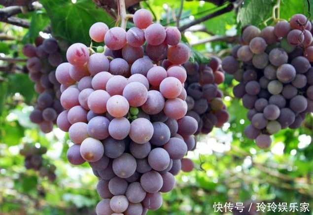 果酸|爱吃葡萄的人,长寿不会远离你,但吃葡萄有1大禁忌,要了解下